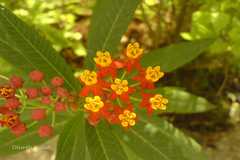 Asclepias curassavica